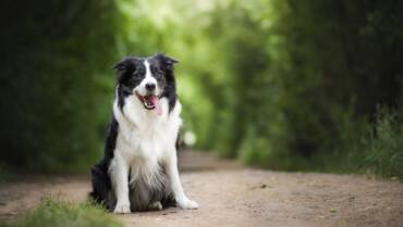 Hond aan de lijn, ‘t zal wel zijn