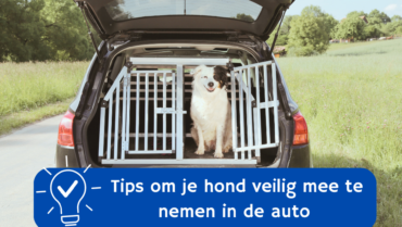 Tips om je hond veilig te vervoeren in de auto